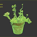Succulent Plant in Terracotta Pot with Branches Bearing Yellowish Leaves on Dark Background