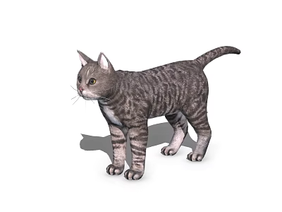 Gray Tabby Cat Standing In Full Body View With Striped Fur And White Background 3d model