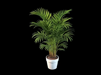 Potted Palm Tree with Lush Green Leaves in White Pot as Indoor Decorative Plant 3d model