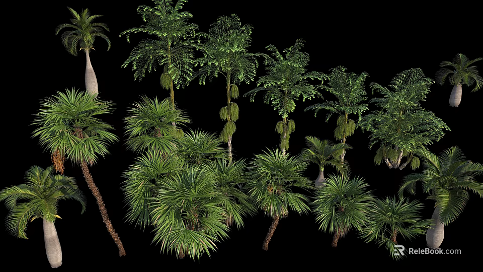 Various Tropical Trees With Lush Green Foliage Tall Trunks And Diverse Growth Forms 3d model 