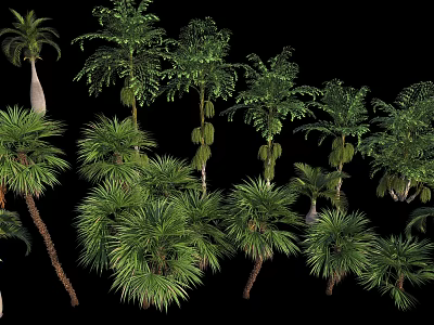 Various Tropical Trees With Lush Green Foliage Tall Trunks And Diverse Growth Forms 3d model
