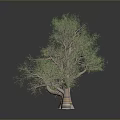 Leafless Trees Against Gray Background With Black Surface And Reflections 3d model