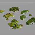 Various Natural Green Moss Varieties With Different Shapes And Textures