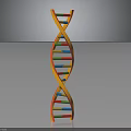 DNA Double Helix Structure And Its Impact On Organ Health And Hair Growth
