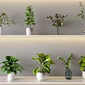 Decorative Bonsai Potted Plants On Indoor Shelf With White Pots And Lush Green Foliage