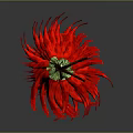 Vibrant Red Chili Peppers Hanging Bunch For Kitchen Decoration And Cooking