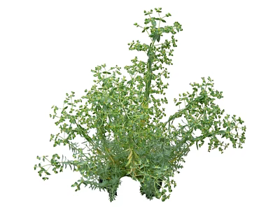 Shrub With Lush Green Leaves And Dense Branching In Natural Growth Form 3d model