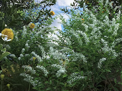 Lush Garden Shrub With White And Yellow Flowers And Green Leaves Under Blue Sky 3d model
