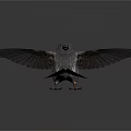 Realistic Small Bird With Spread Wings Standing On White Background Showing Detailed Feathers And Claws