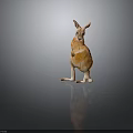 Standing Orange and White Kangaroo on Dark Gray Background with Floor Reflection 3d model