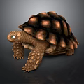 Realistic Turtle with Brown Black Textured Shell Green Eyes and Scaly Limbs on Dark Background 3d model