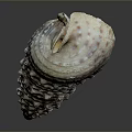 Intricate Spiral Shell Sculpture Carving With Textured Surface And Natural Color Patterns