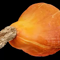 Fresh Ripe Orange Whole Pumpkin With Striped Skin And Natural Stem
