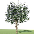 Tall Arbor Featuring Green Leaves Purple Flowers And Natural Shadow On Grass