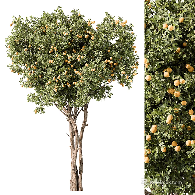 Lush Green Fruit Bearing Tree With Ripe Orange Fruits And Branched Trunk 3d model 
