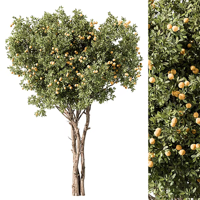 Lush Green Fruit Bearing Tree With Ripe Orange Fruits And Branched Trunk 3d model