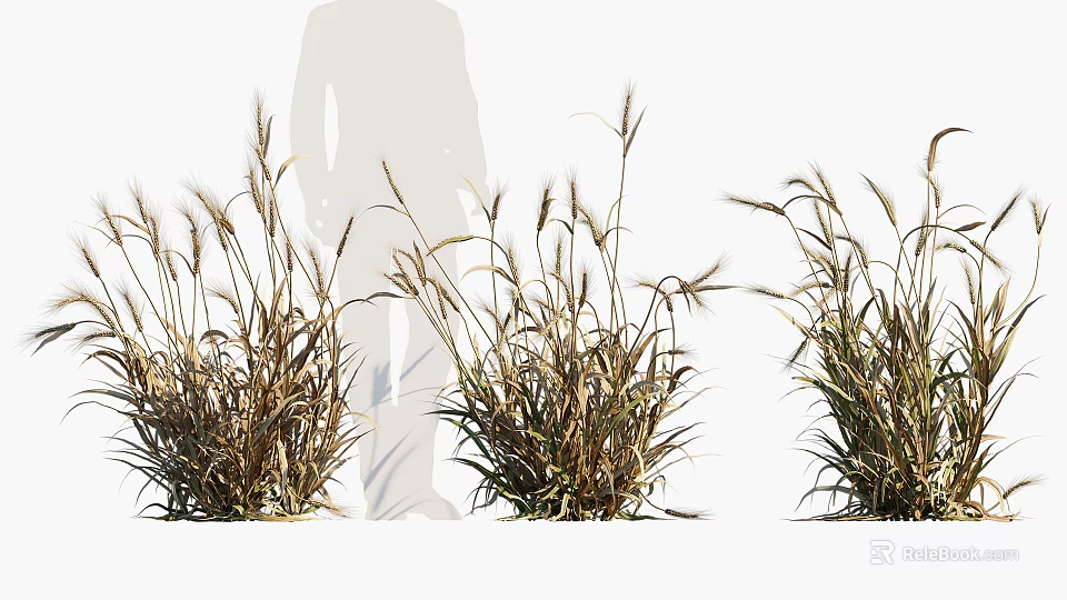 Mature Cereal Crop with Tall Stalks and Spikelets in Farm Field with Farmer Silhouette 3d model 