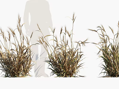 Mature Cereal Crop with Tall Stalks and Spikelets in Farm Field with Farmer Silhouette 3d model