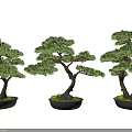 Three Pine Bonsai Trees With Green Foliage Brown Trunks Black Pots And Decorative Stones