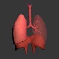 Detailed Human Lungs 3D Anatomical Model With Trachea And Bronchi Structures 3d model