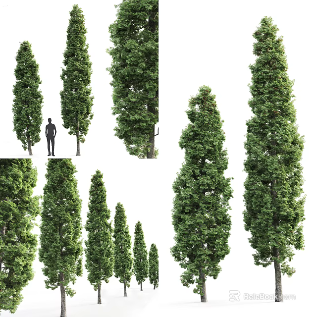 Tall Arbor With Lush Foliage Detailed View Showing Single And Multiple Specimens 3d model 