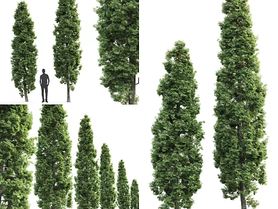 Tall Arbor With Lush Foliage Detailed View Showing Single And Multiple Specimens 3d model