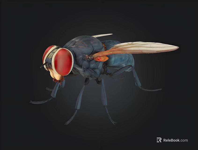 Detailed Realistic Fly Insect With Red Compound Eyes And Transparent Wings 3d model 