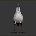White Bird Standing With Long Curved Beak Red Legs And Black Wing Tips