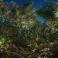 Lush Plants With Green Leaves And Purple Flowers Under Starry Night Sky