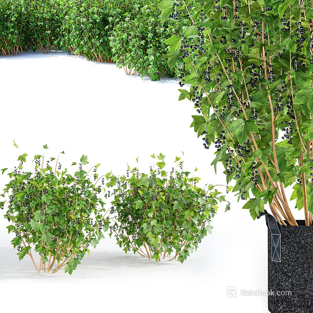 Healthy Green Shrubs With Lush Foliage And Black Berries For Garden Landscaping 3d model 