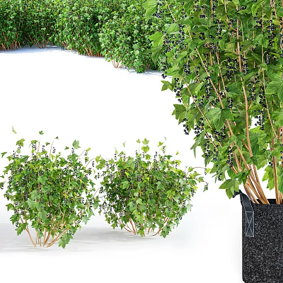 Healthy Green Shrubs With Lush Foliage And Black Berries For Garden Landscaping 3d model