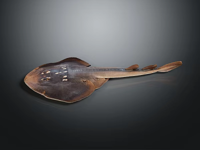 Brown Ray Fish With Flat Body Spots And Long Slender Tail On Dark 3d model
