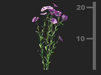 Crop Plant with Purple Flowers Green Stems Leaves Growing to Height 10 to 20 3d model