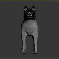 Black and white dog standing with erect ears open mouth pink tongue and curled tail