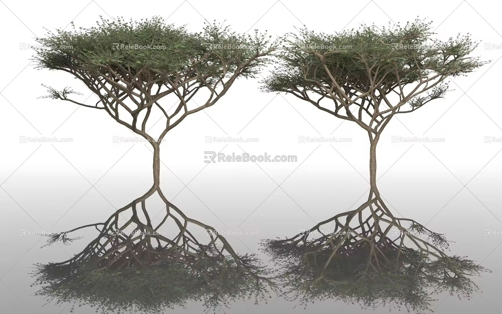 Acacia Trees Sharp Leaf Trees Umbrella Trees Plants Green Planting Trees Big Trees Forest Garden Parks Urban Street Trees 3d model