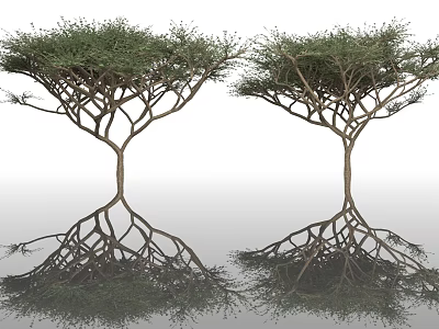 Two Arbor Trees With Lush Foliage And Clear Reflections On Smooth Surface 3d model