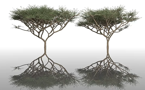 Acacia Trees Sharp Leaf Trees Umbrella Trees Plants Green Planting Trees Big Trees Forest Garden Parks Urban Street Trees 3d model