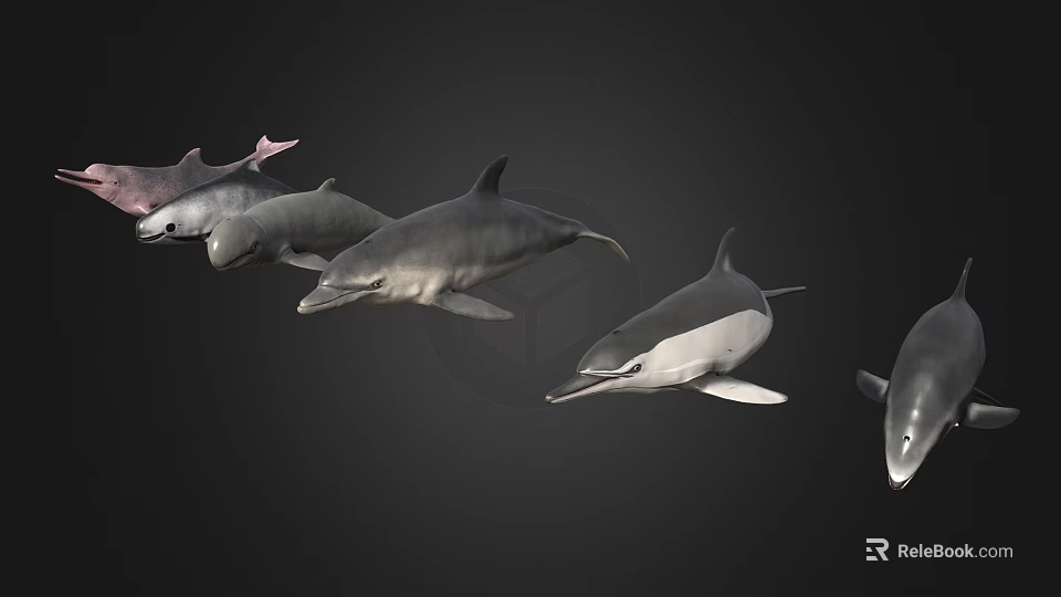 Colorful Dolphins Swimming Together With Different Sizes And Shades In Underwater Scene 3d model 