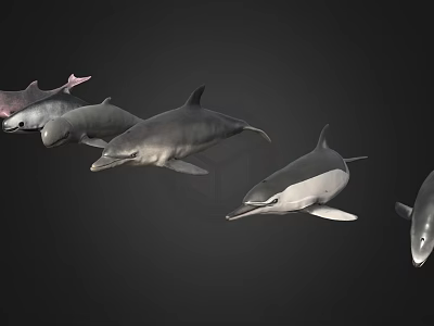 Modern Dolphins 3d model