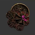 Vibrant Red Leaf Cactus Plant With Pink Flowers In Colorful Terracotta Pot