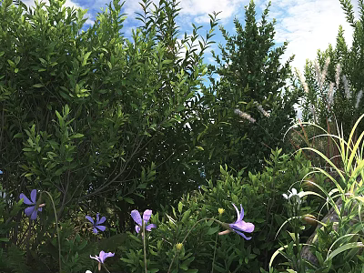 Lush Green Shrubs With Purple And White Flowers In Sunlit Garden Under Blue Sky 3d model