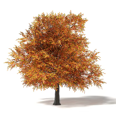Autumn Arbor With Vibrant Orange Red Leaves And Full Lush Canopy 3d model