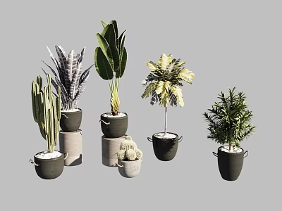 Stylish Indoor Potted Plants with Various Leafy Green Cactus and Fern Varieties in Modern Ceramic Pots 3d model