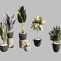 Stylish Indoor Potted Plants with Various Leafy Green Cactus and Fern Varieties in Modern Ceramic Pots