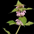 Pink Flowering Plant With Green Leaves Isolated On Black Background