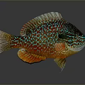 Vibrant Multicolored Tropical Fish With Shiny Scales Bright Fins And Colorful Patterns
