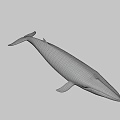 3D Rendered Whale With Dark And White Color On Gray Background