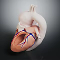 Realistic Thoracic Organ Heart Anatomical Model Showing Red Blue Blood Vessels Structure for Medical Education