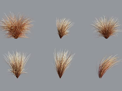 Six Clusters of Brown and Beige Grass with Different Forms on Gray Background 3d model