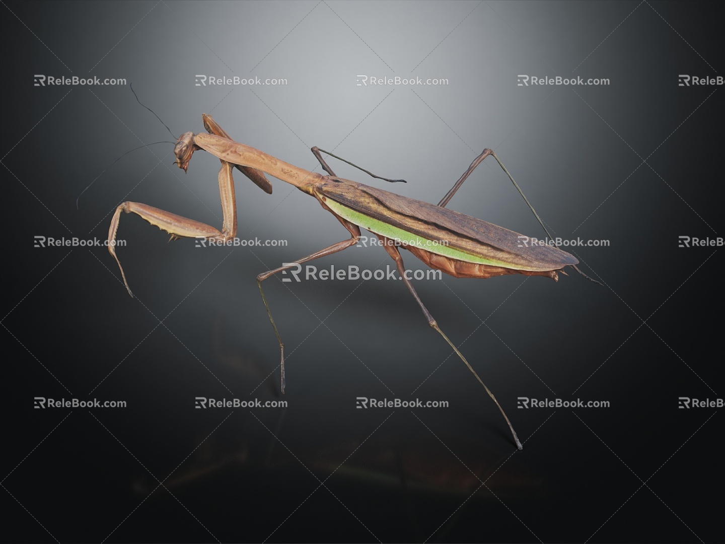 Modern mantis knife insect 3d model